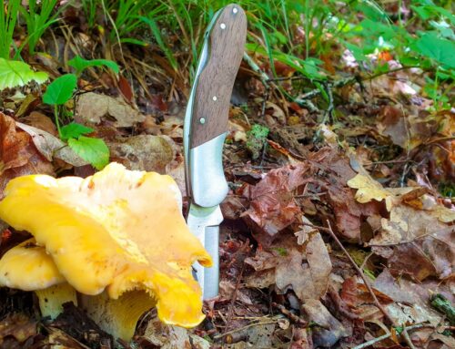 Les couteaux à champignons