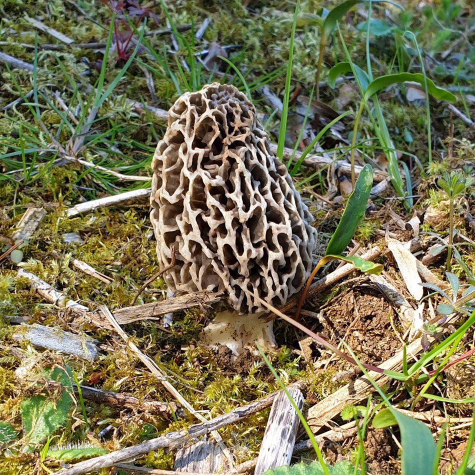 Morilles communes