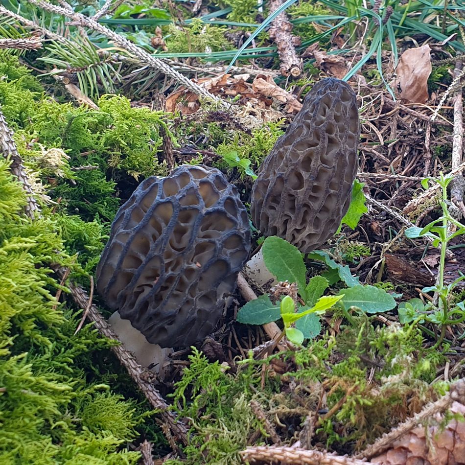 Morilles coniques