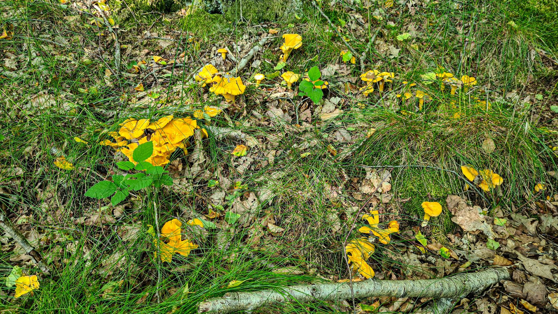 Belle tâche de girolles