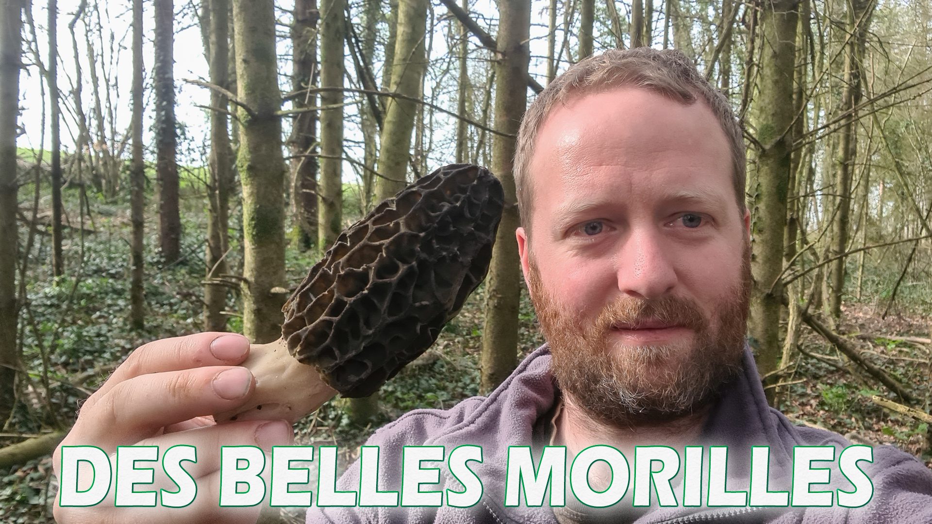 des belles morilles