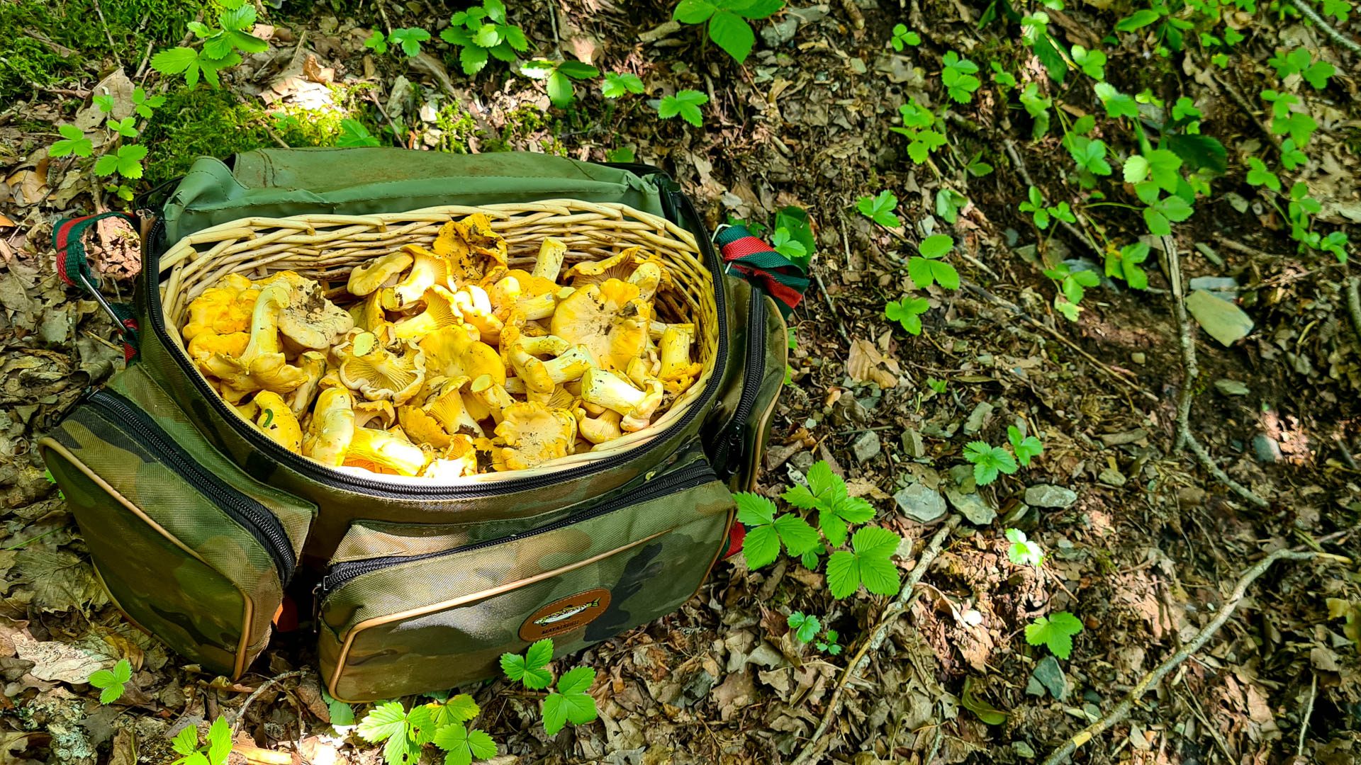 un panier de girolles