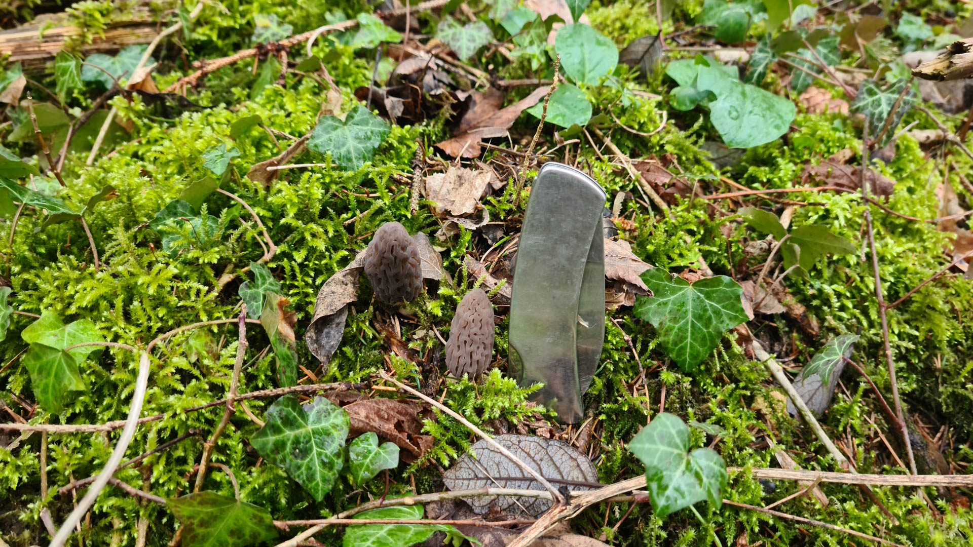 morilles coniques juvéniles