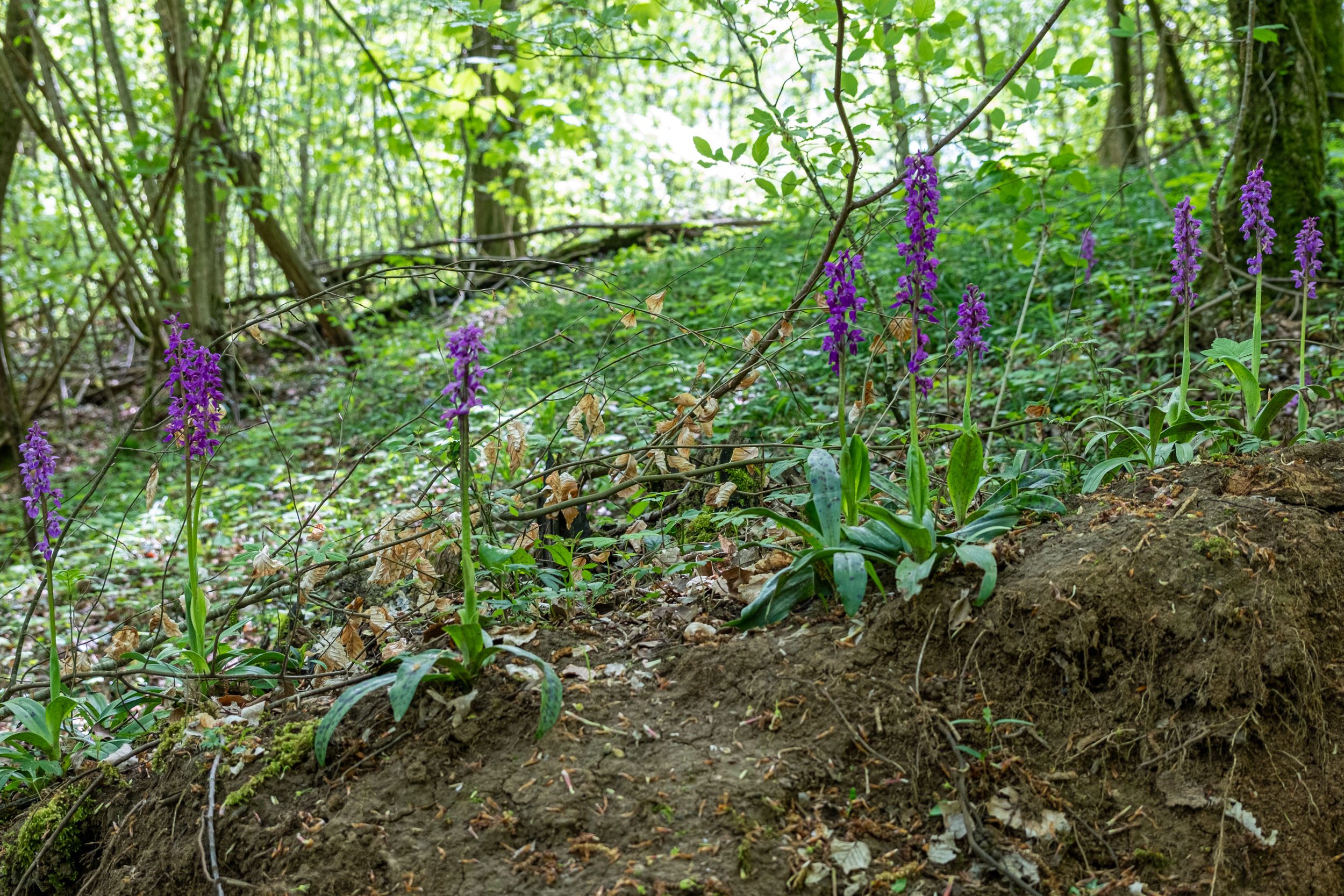 orchis mâles