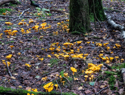Le rêve du Cueilleur de Champignons : Époustouflants Tapis de Girolles dans une Forêt Enchantée